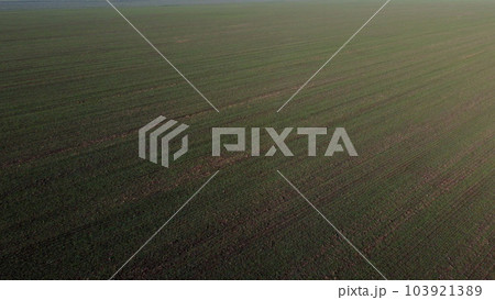 Large green field with different green agricultural crops in the city on sunny spring autumn day. Flying over agricultural field with green plants. Agro industrial landscape. Agrarian farm scenery Large green field with different green agricultural crops in the city on sunny spring autumn day. Flying over agricultural field with green plants. Agro industrial landscape. Agrarian farm scenery 103921389