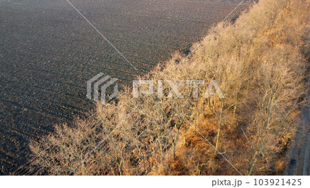 Plowed field and trees without leaves lit by sunlight on sunny autumn spring day. Tilled land field. Dug up earth. Chernozem black earth field. Flying over plowed agricultural field. Aerial drone view 103921425