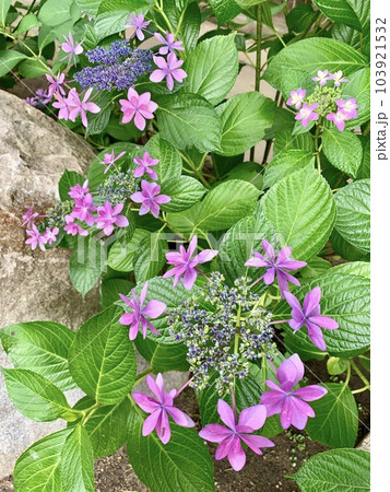 満開の額あじさい〈菅生神社/愛知県岡崎市〉 103921532