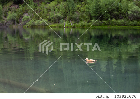 wild white duck swims on the blue river in summer 103921676