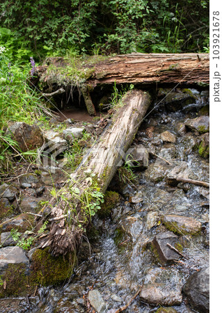 dry old logs in a forest river on a summer day dry old logs in a forest river on a summer day 103921678