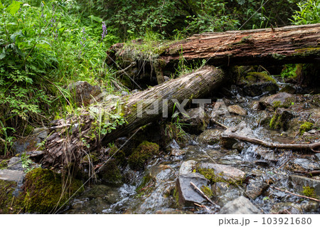 dry old logs in a forest river on a summer day dry old logs in a forest river on a summer day 103921680
