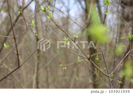 The appearance of the first leaves in the spring forest, fresh leaf 103921939