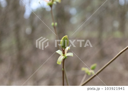 The appearance of the first leaves in the spring forest, fresh leaf The appearance of the first leaves in the spring forest, fresh leaf 103921941