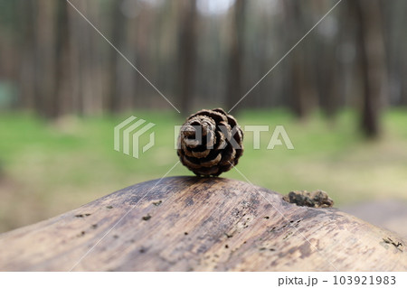 Pine cones in a sunny summer forest Pine cones in a sunny summer forest 103921983
