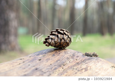 Pine cones in a sunny summer forest 103921984