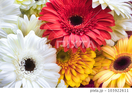 A bouquet of Gerbera (Transvaal daisy) flowers with varied colors - red, white and yellow 103922611