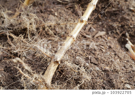 ハチク　地中から掘り起こされた竹の根っこ（淡竹、筍、タケノコ、竹） 103922705