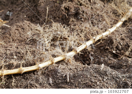 ハチク　地中から掘り起こされた竹の根っこ（淡竹、筍、タケノコ、竹） 103922707