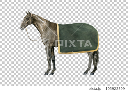 Watercolor illustration of a standing English Thoroughbred bay horse under a green blanket wearing a brown halter. Isolated. For prints on the theme of riding, equestrian sports, horse racing Watercolor illustration of a standing English Thoroughbred bay horse under a green blanket wearing a brown halter. Isolated. For prints on the theme of riding, equestrian sports, horse racing 103922899