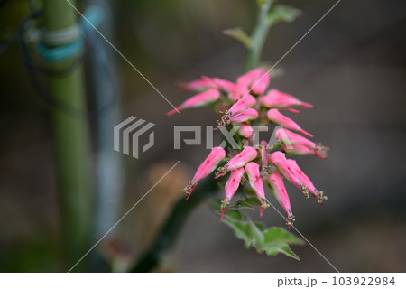 ギンリュウの花 103922984