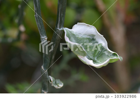 ギンリュウ 103922986