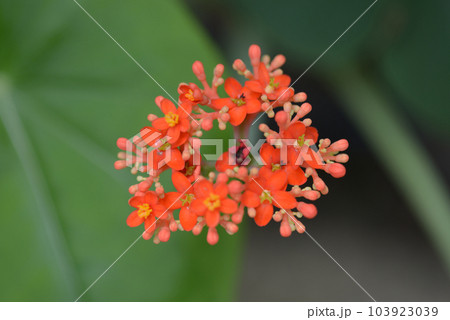 トックリアブラギリ 103923039