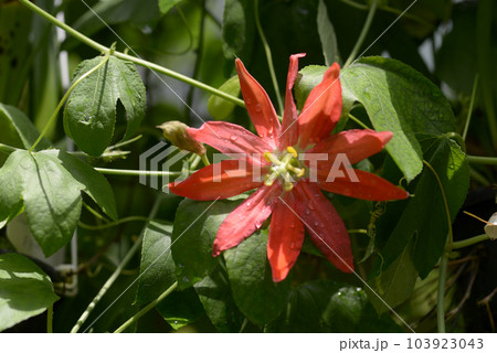 パッシフロラ・オークランディア　時計草 103923043