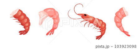 Shrimp or Prawns Raw and Cooked Delicious Seafood Vector Set 103923098