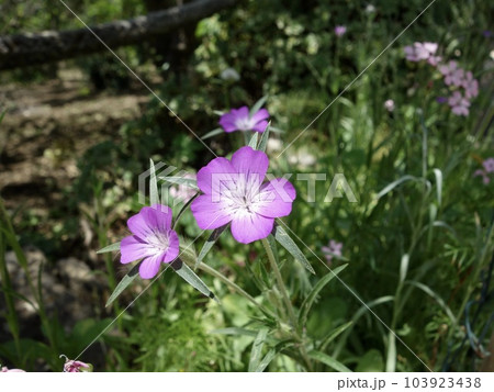ムギセンノウの花 ムギセンノウの花 103923438