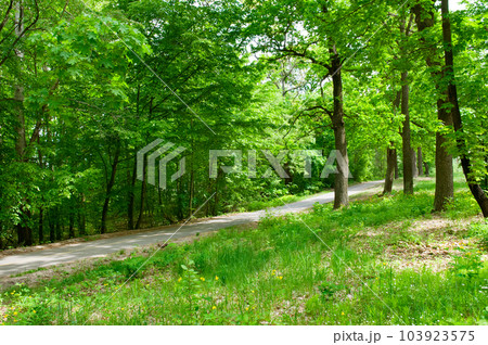 Deciduous forest and forest road. Deciduous forest and forest road. 103923575