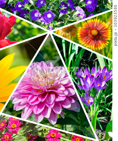 Collage of summer gardens, flower beds and flowers. 103923580