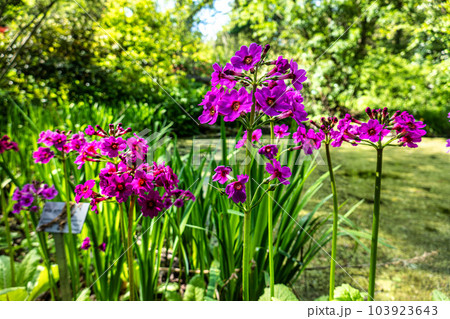 Japanese Primrose or Primula japonica farrerae at the Ecology and Botanic Garden in Bayreuth, Germany. Japanese Primrose or Primula japonica farrerae at the Ecology and Botanic Garden in Bayreuth, Germany. 103923643