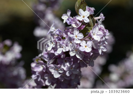 フジモドキ 花模様 フジモドキ 花模様 103923660