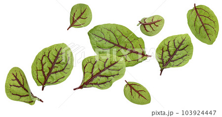 Fresh green chard leaves or mangold salad leaves isolated on white background Fresh green chard leaves or mangold salad leaves isolated on white background 103924447