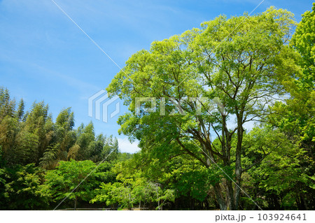 名古曽の広場　大沢池　若葉に新緑　青もみじ　大覚寺 103924641