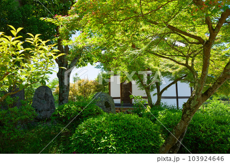 護摩堂と石仏群　大沢池　若葉に新緑　青もみじ　大覚寺 103924646