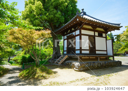 護摩堂　大沢池　若葉に新緑　青もみじ　大覚寺 103924647