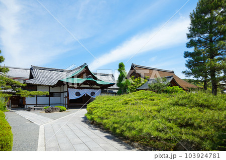 臥龍の松　大覚寺　若葉に新緑　青もみじ 103924781