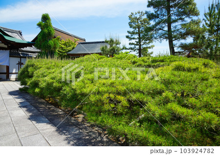 臥龍の松 大覚寺 若葉に新緑 青もみじ 臥龍の松 大覚寺 若葉に新緑 青もみじ 103924782