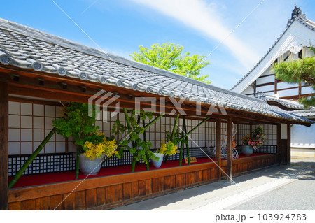 大覚寺　いけばな　若葉に新緑　青もみじ 103924783