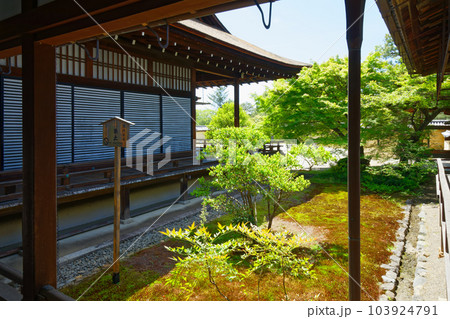 庭園 大覚寺 若葉に新緑 青もみじ 庭園 大覚寺 若葉に新緑 青もみじ 103924791