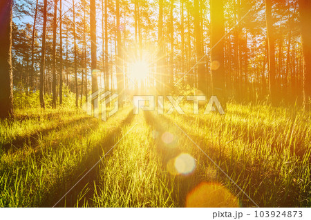 Sunlight Sunbeams Through Woods In Forest Landscape. Amazing Sunset Sunrise Sun Sunshine In Sunny Summer Coniferous Forest. Amazing Scenic View Bright Sunbeams Sunlight Sunbeams Through Woods In Forest Landscape. Amazing Sunset Sunrise Sun Sunshine In Sunny Summer Coniferous Forest. Amazing Scenic View Bright Sunbeams 103924873