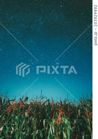 Milky way galaxy Night Starry Sky Above corn Field maize Plantation. Natural Glowing Stars Above Rural Landscape. Agricultural Landscape under Starry Sky. 103924992
