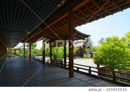大覚寺　若葉に新緑　青もみじ 103925030
