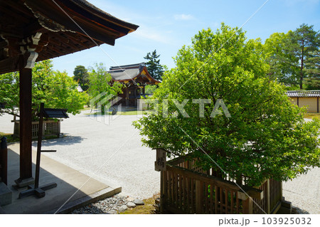 大覚寺　若葉に新緑　青もみじ 103925032