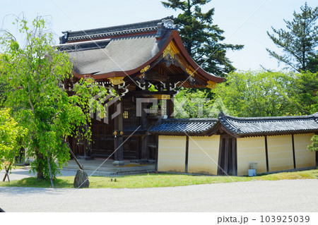 大覚寺　若葉に新緑　青もみじ 103925039