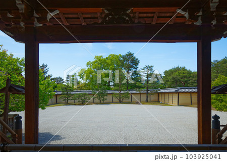 大覚寺 若葉に新緑 青もみじ 大覚寺 若葉に新緑 青もみじ 103925041