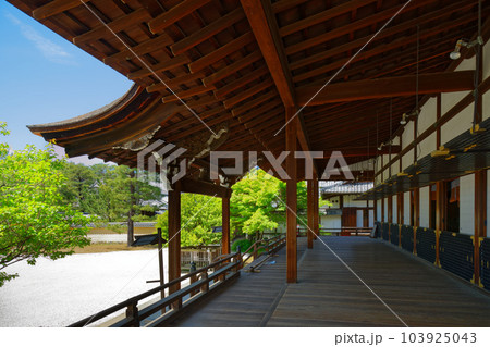 大覚寺　若葉に新緑　青もみじ 103925043