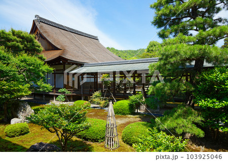 大覚寺　若葉に新緑　青もみじ 103925046