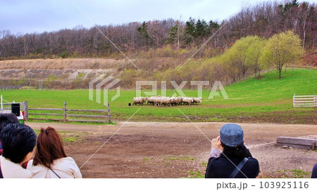 北海道恵庭市 えこりん村 牧羊犬ショーの風景 北海道恵庭市 えこりん村 牧羊犬ショーの風景 103925116