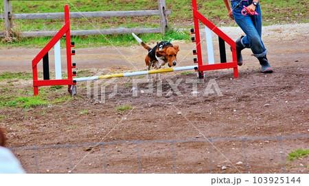 北海道恵庭市 えこりん村 牧羊犬ショーの風景 北海道恵庭市 えこりん村 牧羊犬ショーの風景 103925144
