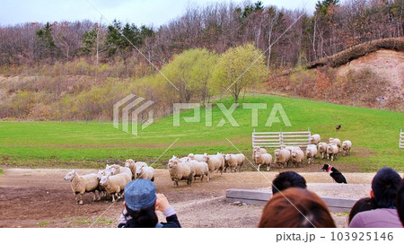 北海道恵庭市 えこりん村 牧羊犬ショーの風景 北海道恵庭市 えこりん村 牧羊犬ショーの風景 103925146