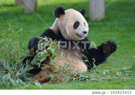 おいしい竹にご満悦の梅浜 103925415