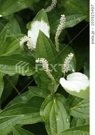 梅雨時の雨上がりに咲いたハンゲショウの白い花 梅雨時の雨上がりに咲いたハンゲショウの白い花 103925497