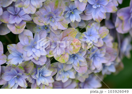アジサイ 103926049