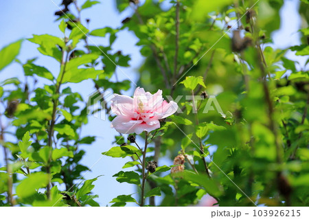 八重咲ムクゲの花 103926215