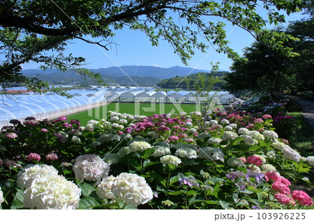 のいちあじさい街道の景観　（高知県　香南市） 103926225