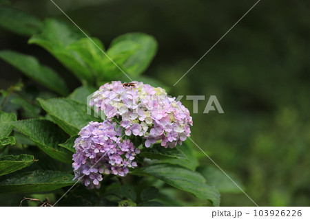 三ッ池公園を歩いた 103926226