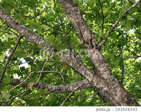 Bur oak (lat. - Quercus macrocarpa) large deciduous tree 103926593